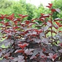 Thompson & Morgan Physocarpus opulilfolius Rubella 3 Litre Potted Plant x 1, Red