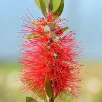Callistemon laevis - Scarlet Bottlebrush - Evergreen Shrub with Fragrant Lemon-Scented Foliage - Spectacular Crimson Stamens – 1x 15 Litre Pot by Thompson and Morgan