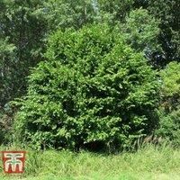 Thompson & Morgan Thompson and Morgan Hedge Hazel (corylus Avellana) 3 Litre Pot X 1