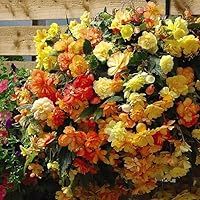 Begonia x Tuberhybrida ‘Apricot Shades Improved’ Garden Flowering Half-Hardy Perennial Hanging Basket Plants F1 Hybrid 2X Pre-Planted Pot 35cm (14in) by Thompson and Morgan