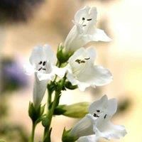 Thompson & Morgan 6 x Penstemon Wedding Day Plants