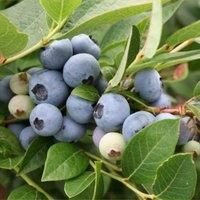 Thompson & Morgan 1 x Blueberry (vaccinium) Brigitta 3 Litre Pot, Blue