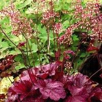 Thompson & Morgan Heuchera Berry Smoothie 1 Litre Potted Plant x 1