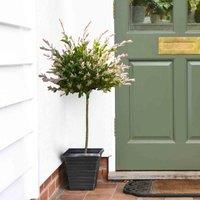 Thompson & Morgan Salix Flamingo 17cm Pot x 1 + Planter x 1