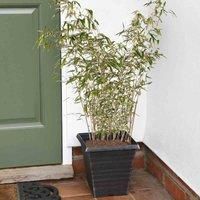 Thompson & Morgan Umbrella Bamboo 'Fargesia Rufa' Pot x 2