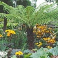 Thompson & Morgan Australian Tree Fern 2 x 2L Potted Plants