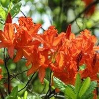 Thompson & Morgan Azalea japonica Orange 17cm Potted Plant x 1