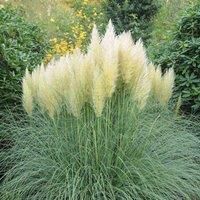 Thompson & Morgan Pampas Grass - Cortaderia selloana White 9cm Potted Plant x 1, White