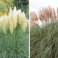 Thompson & Morgan Pampas Grass Pink & White Duo - 9cm Potted Plant x 2 (1 of each)