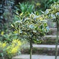 Thompson & Morgan Thompson and Morgan Ilex (Holly) Golden King Standard 17cm Pot x 1