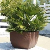 Thompson & Morgan 2 x Chamaerops humilis 'Vulcano' 15cm Pot