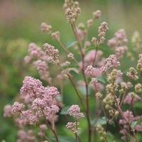 Thompson & Morgan Ceanothus Pallidus Marie Simon 3.6 Litre Potted Plant x 1, Pink
