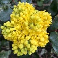 Thompson & Morgan Mahonia Aquifolium 9cm Potted Plant x 2