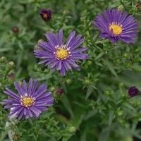 Thompson & Morgan Aster Lady in Blue 1 Litre Potted Plant x 1