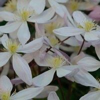 Thompson & Morgan Clematis Armandii Apple Blossom 2 Litre Pot x 2