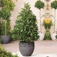 Thompson & Morgan Bay 'Pyramid' 1 x 20cm Potted Plant