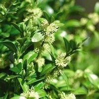 Buxus Sempervirens - Compact Growth, Glossy Foliage, Ornamental Flowers for Partial Shade Evergreen Elegance - 5X 9cm Potted Plants by Thompson & Morgan