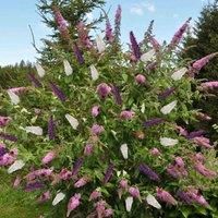 Thompson & Morgan Buddleja Davidii Triple 3-in-1 12cm Potted Plant x 2