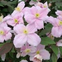 Thompson & Morgan Clematis Montana Mayleen 3 Litre Potted Plant x 1, Pink