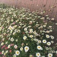 Thompson & Morgan Erigeron karvinskianus 9cm Potted Plant x 2
