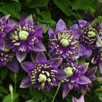 Thompson & Morgan Clematis Taiga 3 Litre Potted Plant x 1