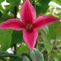 Thompson & Morgan Clematis texensis Princess Diana 3 Litre Potted Plant x 1, Pink