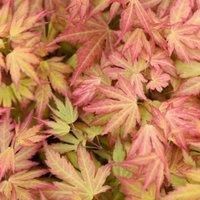 Thompson & Morgan Acer palmatum Orange Dream 15cm Potted Plant x 1