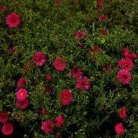 Thompson & Morgan Aster Chatterbo 1 Litre Potted Plant x 1, Pink