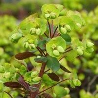 Thompson & Morgan Bergenia Cordifolia Winterglut 1 Litre Potted Plant x 1, Pink