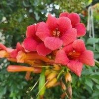 Thompson & Morgan Campsis 'Pink Panther' - 15cm Potted Plant x 1, Pink