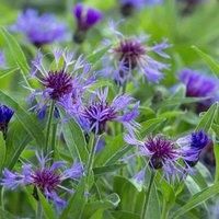 Thompson & Morgan Centaurea Montana 9cm Potted Plant x 1, Purple