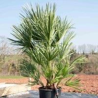 Dwarf Fan Palm Tree (Chamaerops humilis) - Hardy Evergreen for Container Gardening – 1x 20 Litre Potted Plants by Thompson & Morgan