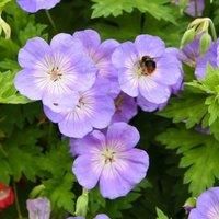 Thompson & Morgan Geranium (Hardy) Rozanne 1 Litre Potted Plant x 1, Purple