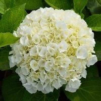 Thompson & Morgan Hydrangea Wudu 10.5cm Potted Plants x 1, White