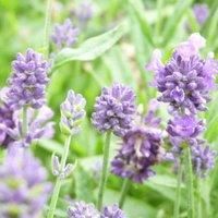 Thompson & Morgan Lavandula angustifolia Dwarf Blue 9cm Potted Plants x 3, Purple