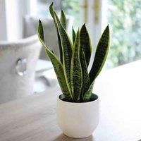 Thompson & Morgan Sansevieria (Snake Plant) Trifasciata Var. Laurentii (Height£30cm) 12cm Potted Plant x 1 & Incredifeed, Green