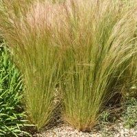 Thompson & Morgan Stipa Tenuissima 1 Litre Potted Plant x 1