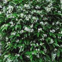 Thompson & Morgan Trachelospermum Jasminoides 2 Litre Potted Plant x 4