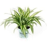 Thompson & Morgan Chlorophytum Spider Plant Comosum Variegatum Height 32cm 12cm Potted Plant x 2 & Incredifeed, Green