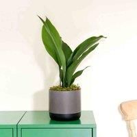 Thompson & Morgan Aspidistra Cast Iron House Plant - 12cm Potted Plant + 30ml Incredifeed House Plant Drip Feeder, Green