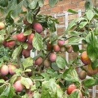 Thompson & MorganFruit Plum (prunus) Victoria Patio Standard (st Julien) 5 Litre Potted Plant X 2