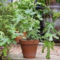 Thompson & MorganFruit Ficus (fig) Little Miss Figgy 9Cm Potted Plant X 6, Brown