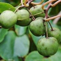 Thompson & MorganFruit Kiwi (actinidia Arguta) Issai (self Fertile) 9Cm Potted Plant X 2, Green