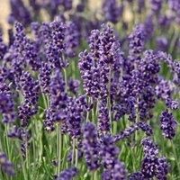 Lavender /'Hidcote/' Plant - Fragrant Purple Flowers, Hardy English Lavender for Hedges & Pathways – 1x 1 Litre Potted Plant by Thompson & Morgan