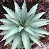 Thompson & Morgan Mangave Frosted Elegance 9cm Potted Plant x 3