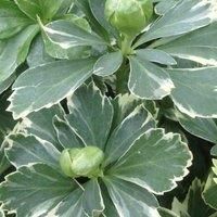 Thompson & Morgan Pachysandra terminalis Variegata 9cm Potted Plant x 2, Green