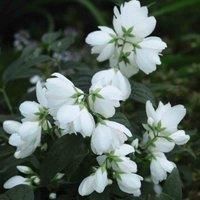 Thompson & Morgan Philadelphus Little White Love 3.6 Litre Potted Plant x 1, White