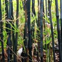 Thompson & Morgan Phyllostachys Nigra 100/150 10 Litre Potted Plant x 1