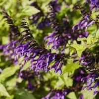 Thompson & Morgan Salvia Amistad 9cm Potted Plant x 1