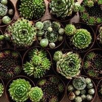 Thompson & Morgan Houseplant Sempervivum Mixed 5.5cm Pot x 1, Green